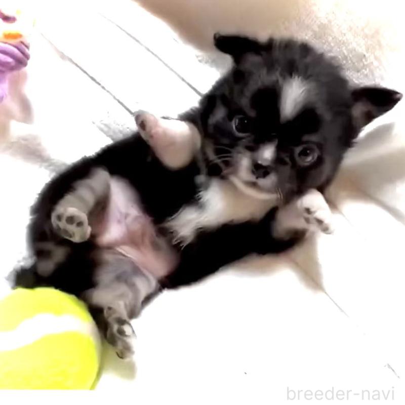 販売中の大阪府のチワワ(ロングコート)-444819の3枚目