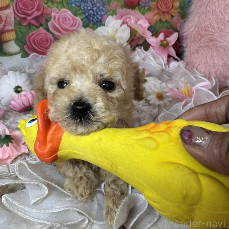 販売中の広島県のタイニープードル-442164