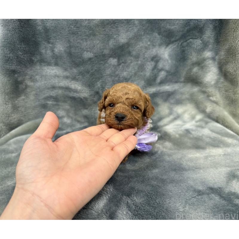 販売中の愛知県のトイプードル-444825の11枚目