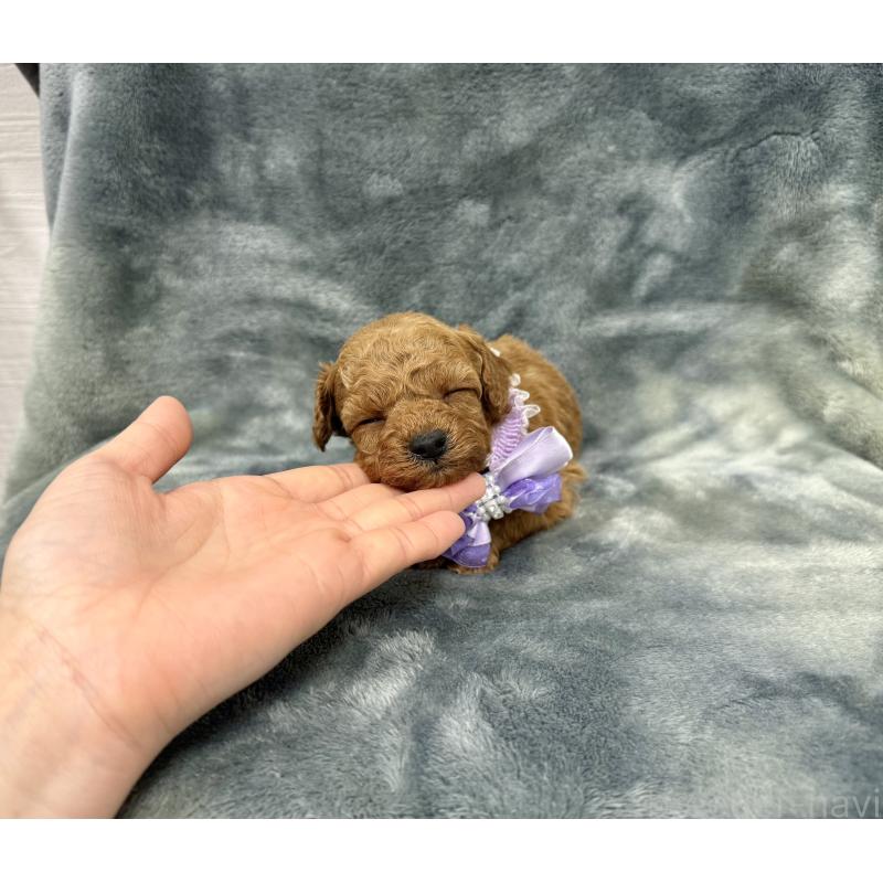 販売中の愛知県のトイプードル-444825の10枚目