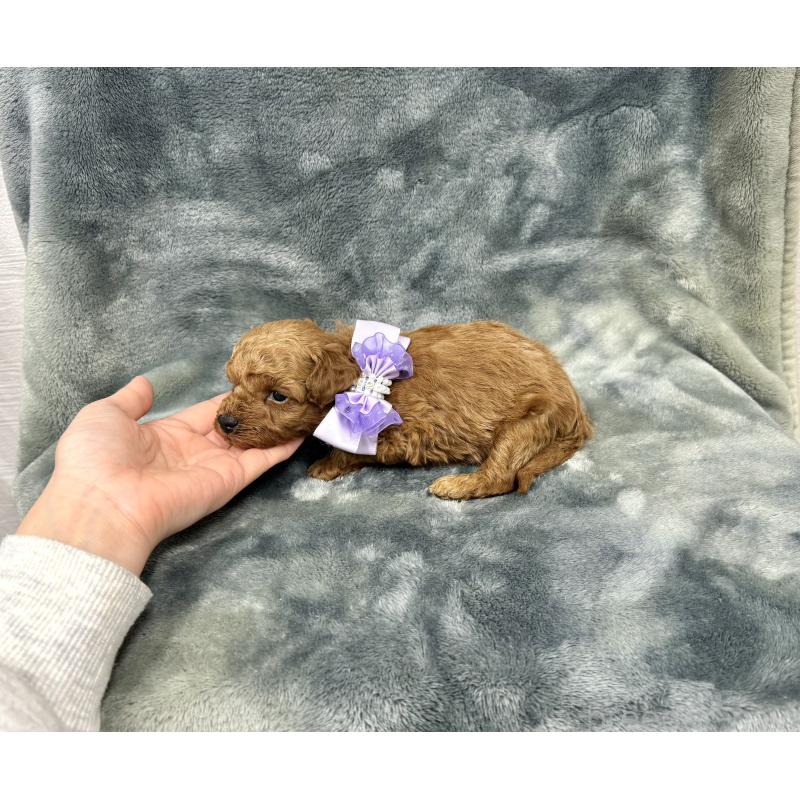 販売中の愛知県のトイプードル-444825の9枚目