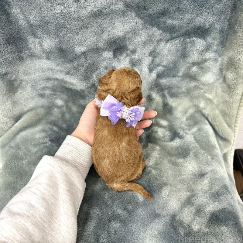 販売中の愛知県のトイプードル-444825の7枚目