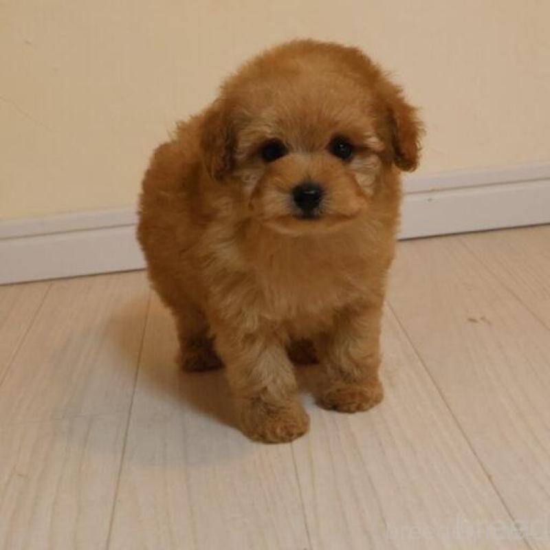 販売中の広島県のトイプードル-444820の7枚目