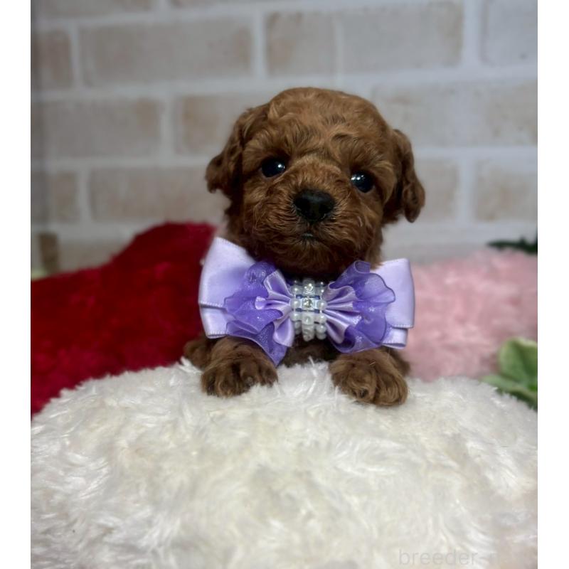 販売中の愛知県のトイプードル-444825の6枚目