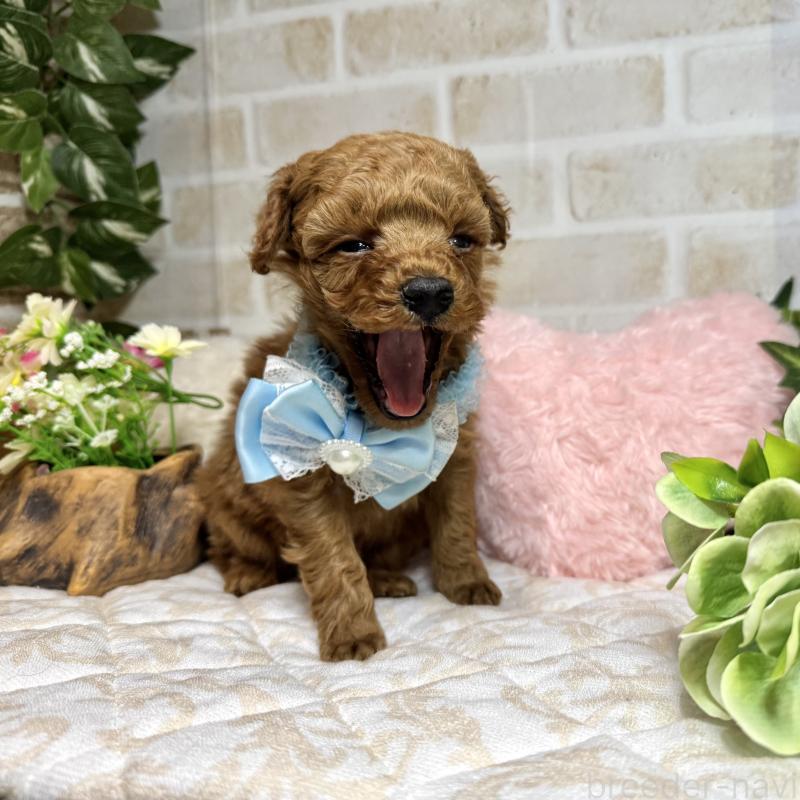 販売中の愛知県のトイプードル-444825の5枚目