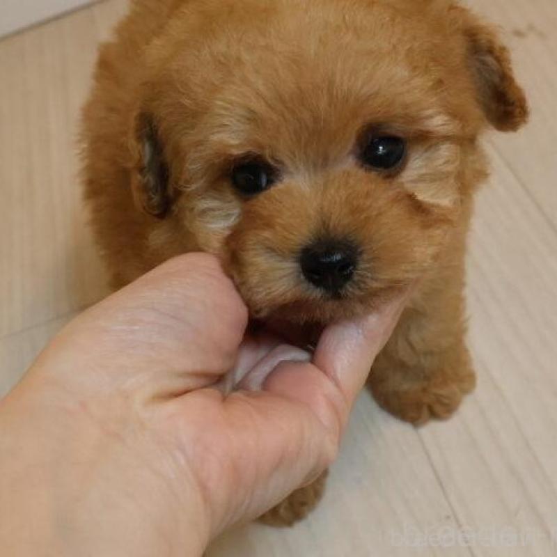 販売中の広島県のトイプードル-444820の6枚目