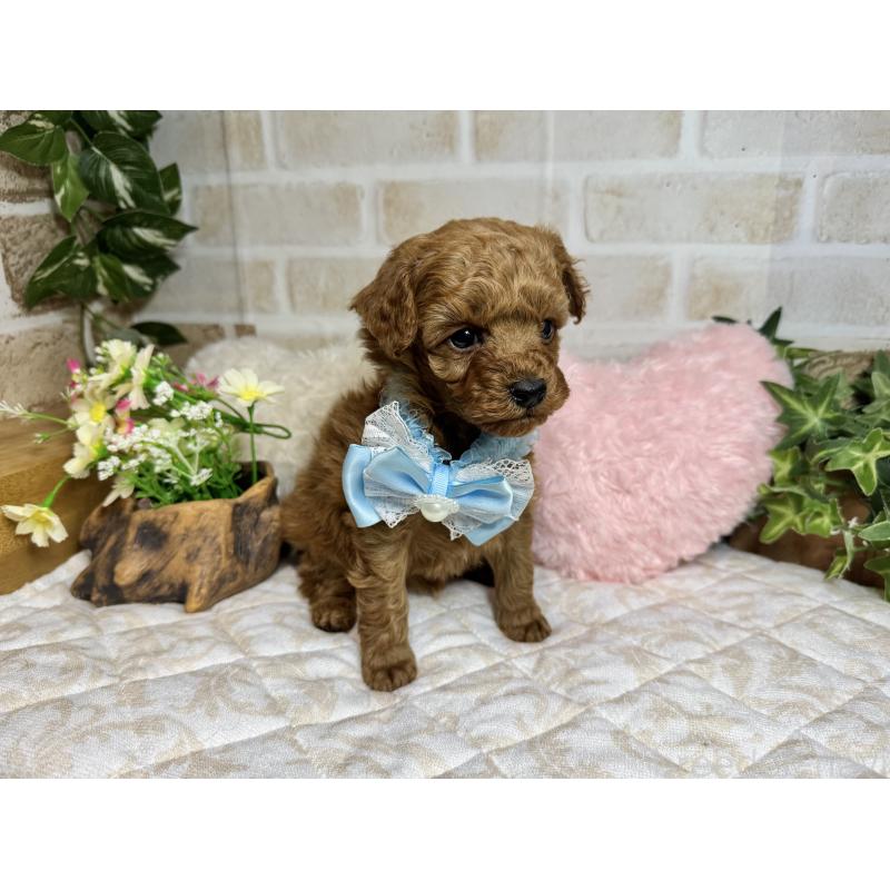 販売中の愛知県のトイプードル-444825の4枚目