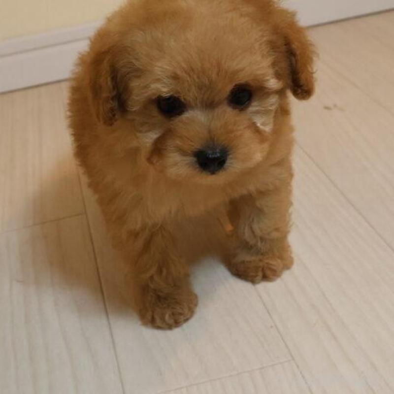 販売中の広島県のトイプードル-444820の5枚目