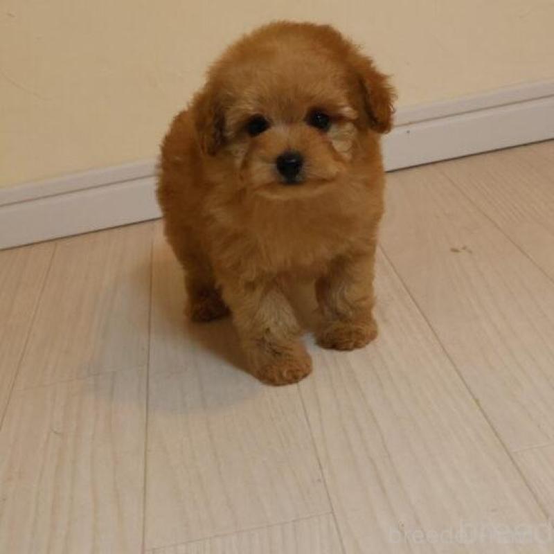 販売中の広島県のトイプードル-444820の4枚目