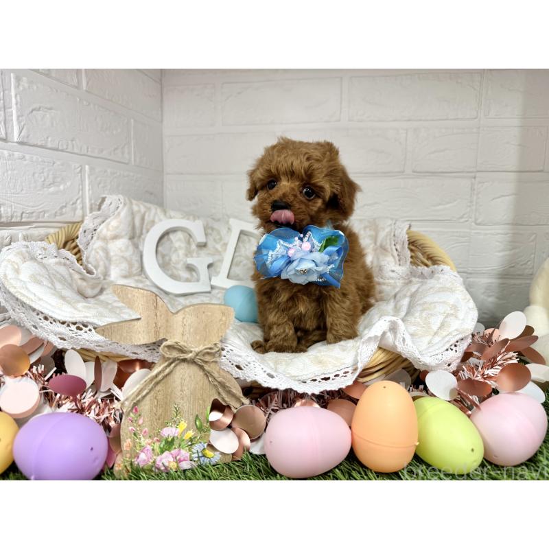 販売中の愛知県のトイプードル-444825の3枚目