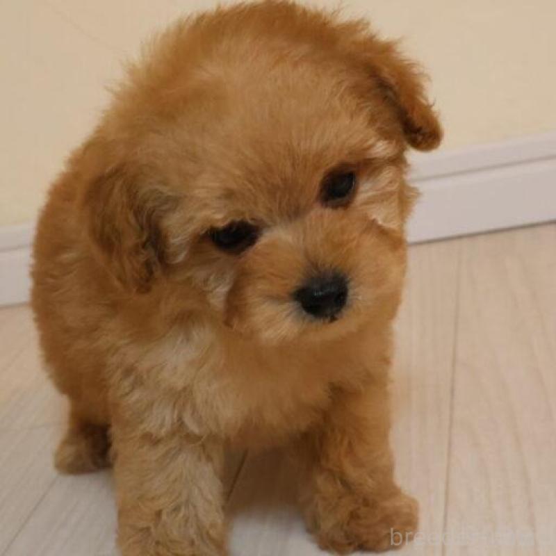 販売中の広島県のトイプードル-444820の3枚目