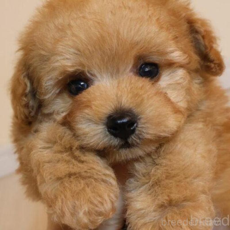 販売中の広島県のトイプードル-444820の2枚目