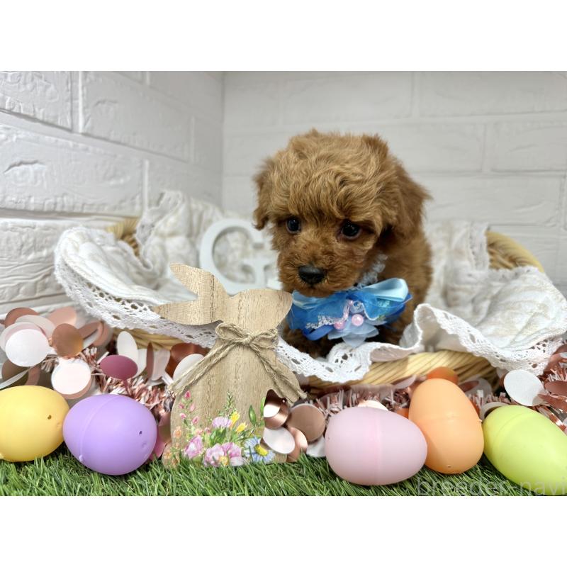 販売中の愛知県のトイプードル-444825の2枚目