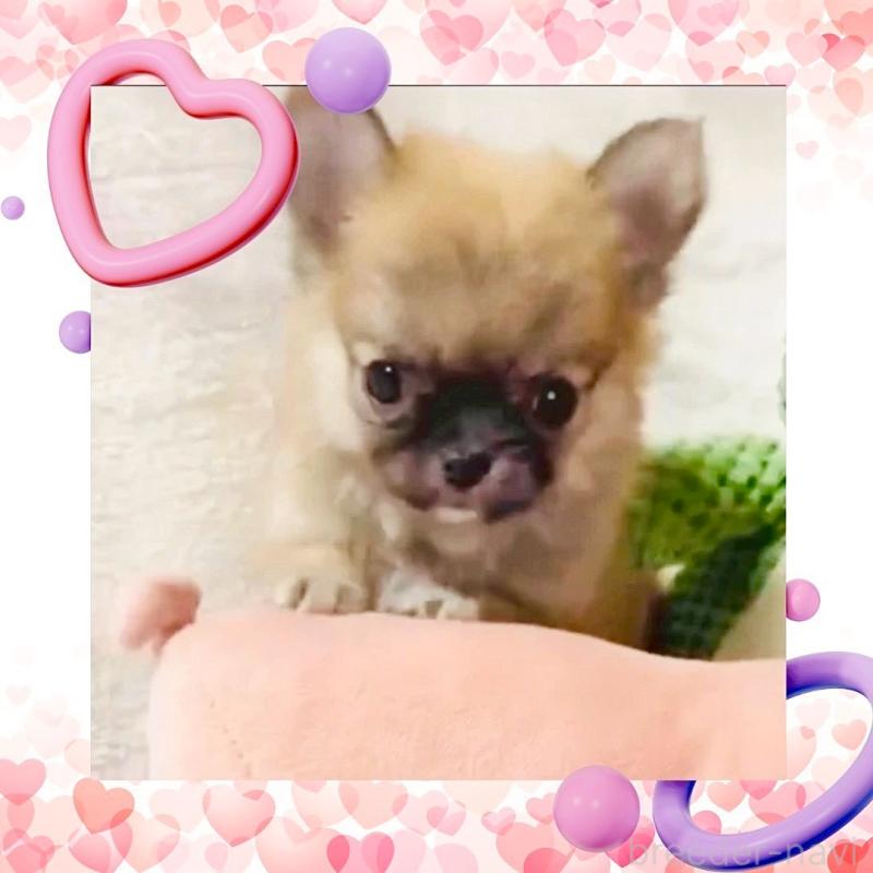 販売中の大阪府のチワワ(ロングコート)-444821の15枚目