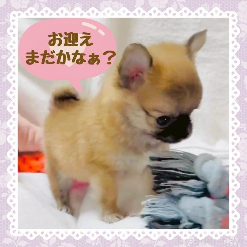 販売中の大阪府のチワワ(ロングコート)-444821の14枚目