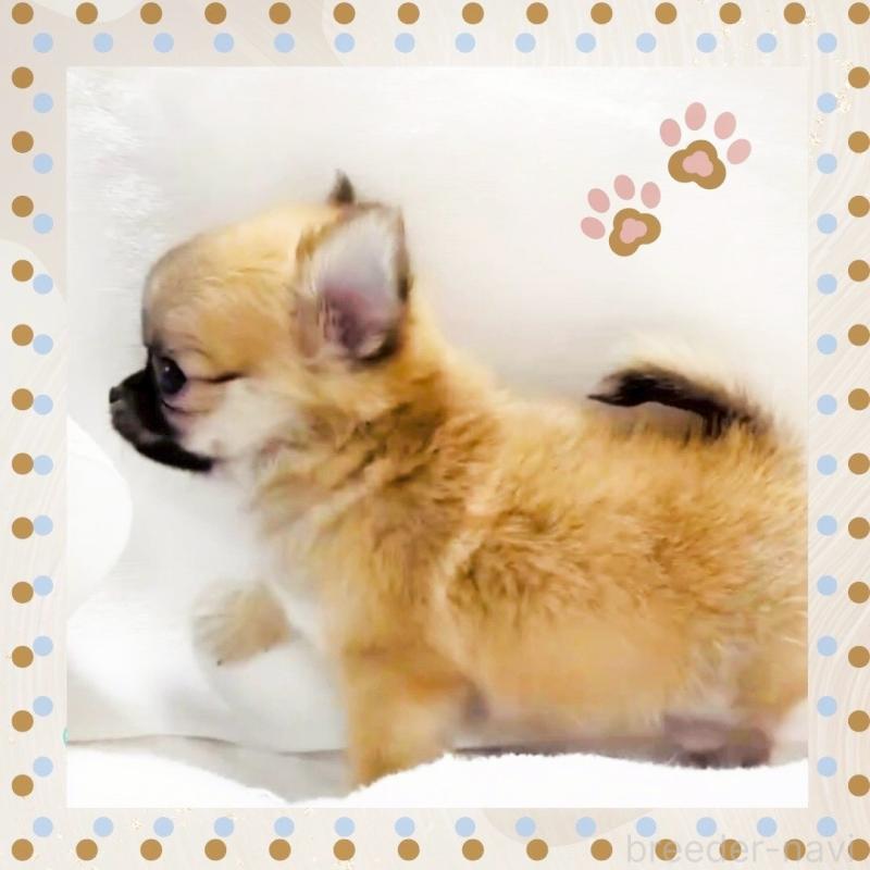 販売中の大阪府のチワワ(ロングコート)-444821の13枚目