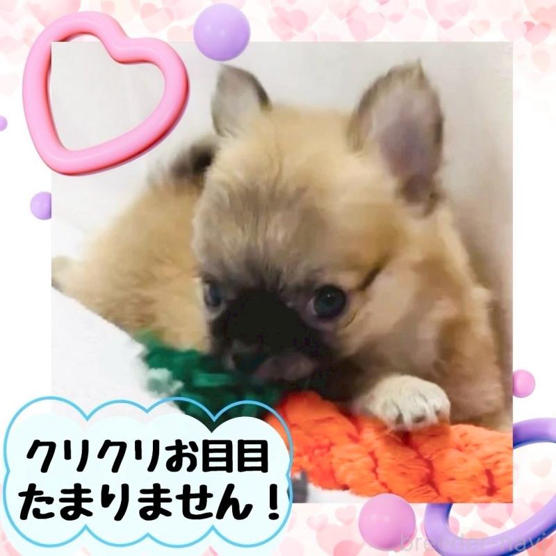 販売中の大阪府のチワワ(ロングコート)-444821の11枚目