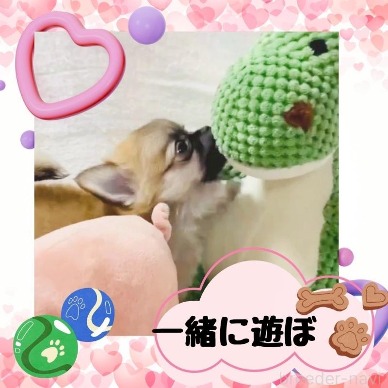 販売中の大阪府のチワワ(ロングコート)-444821の10枚目