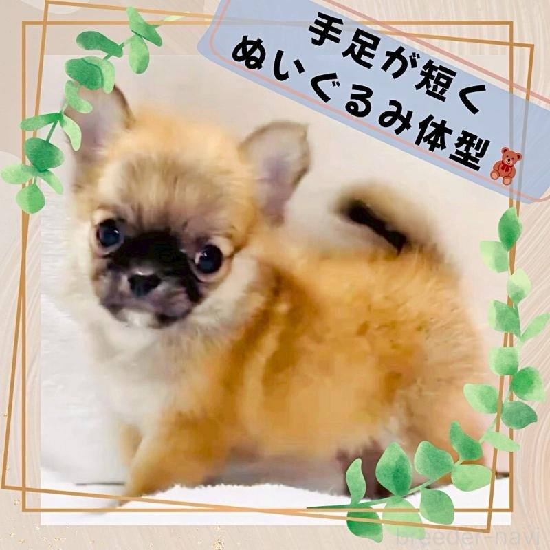 販売中の大阪府のチワワ(ロングコート)-444821の8枚目