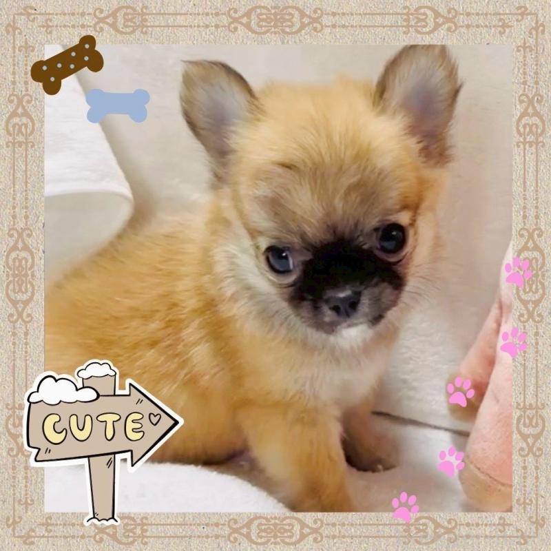 販売中の大阪府のチワワ(ロングコート)-444821の9枚目