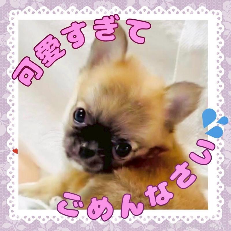 販売中の大阪府のチワワ(ロングコート)-444821の7枚目