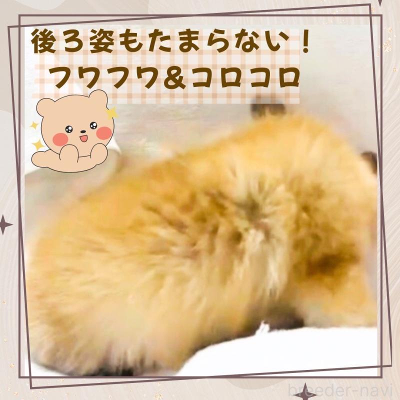 販売中の大阪府のチワワ(ロングコート)-444821の5枚目