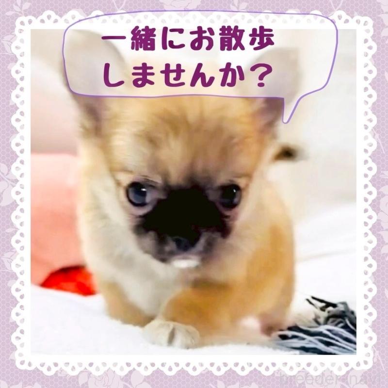 販売中の大阪府のチワワ(ロングコート)-444821の4枚目