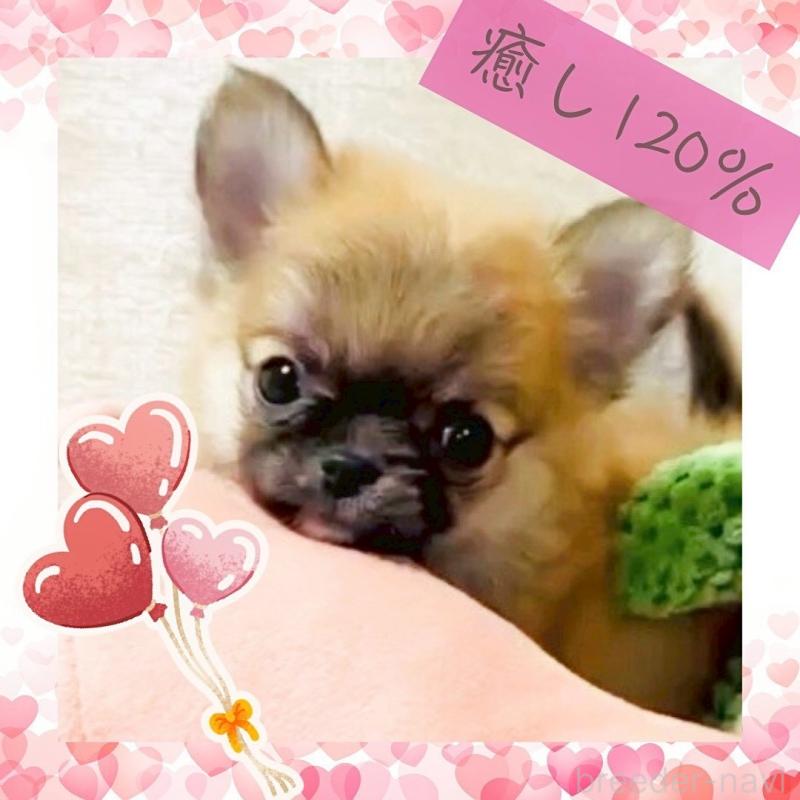 販売中の大阪府のチワワ(ロングコート)-444821の3枚目