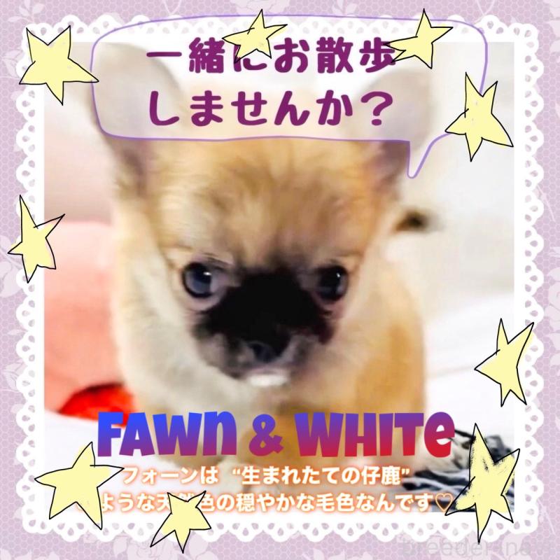 販売中の大阪府のチワワ(ロングコート)-444821