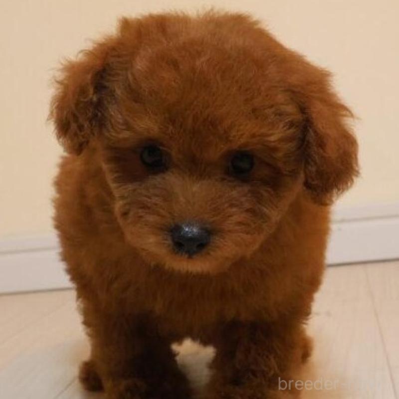 販売中の広島県のトイプードル-444823の1枚目