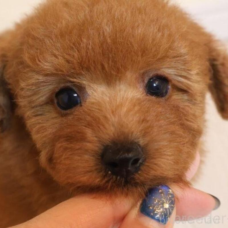 販売中の広島県のトイプードル-444823の5枚目