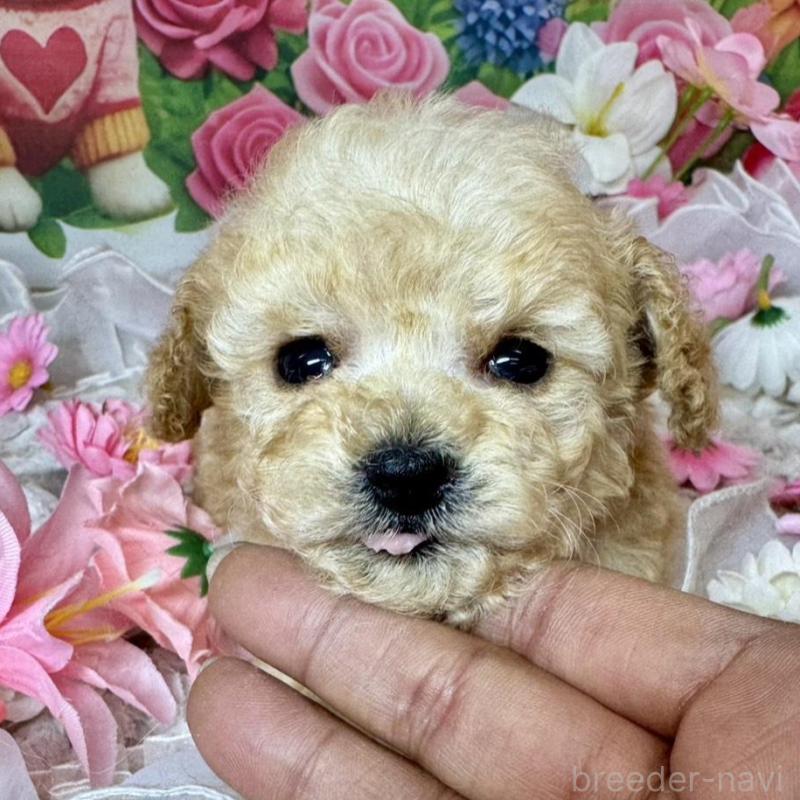 販売中の広島県のタイニープードル-441776