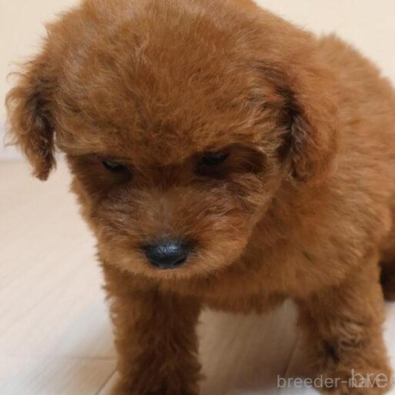 販売中の広島県のトイプードル-444823の3枚目