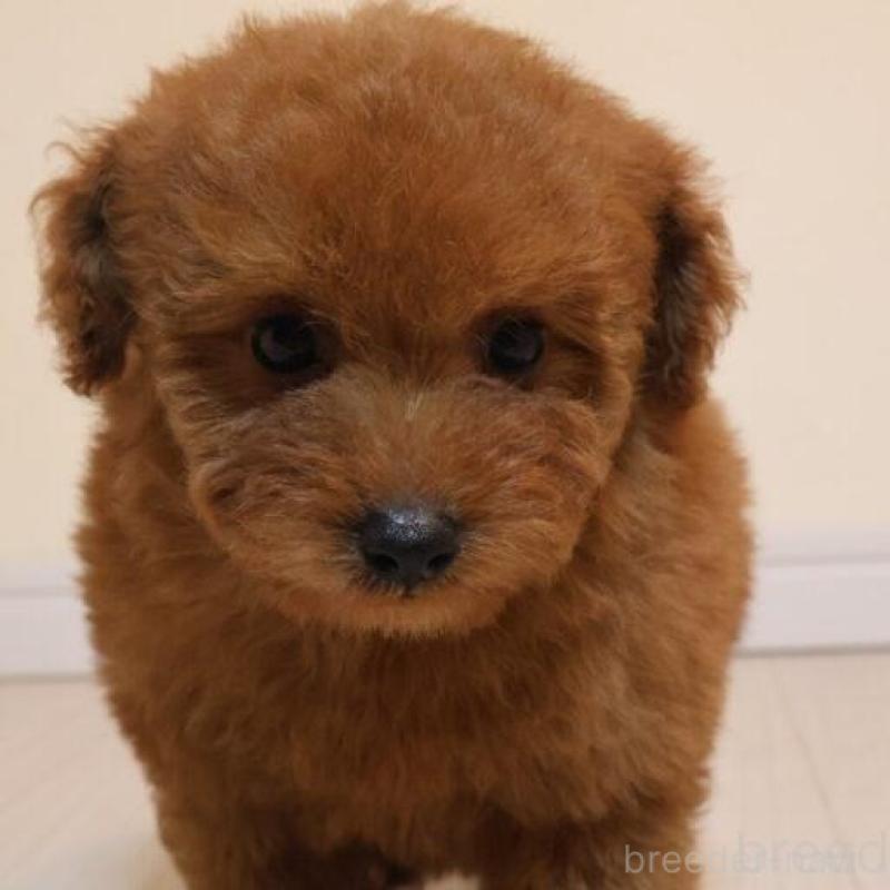 販売中の広島県のトイプードル-444823の2枚目