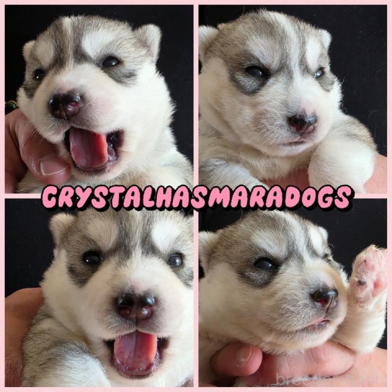 販売中の北海道のシベリアンハスキー-444824