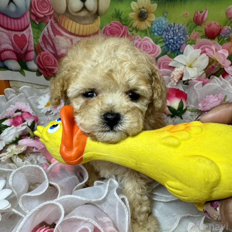 販売中の広島県のタイニープードル-442161