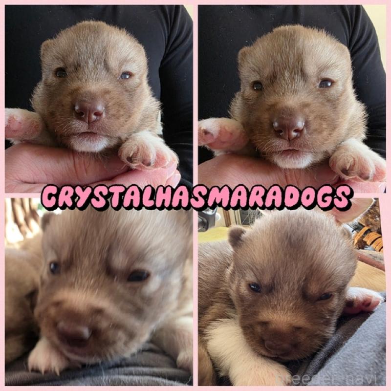 販売中の北海道のシベリアンハスキー-444826の1枚目