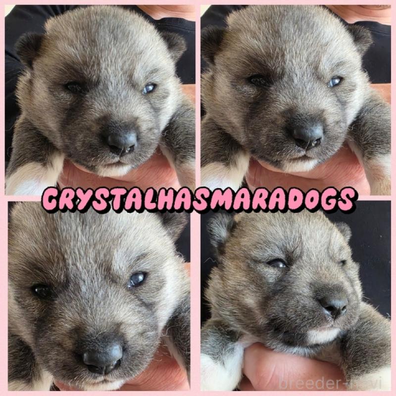 販売中の北海道のシベリアンハスキー-444827