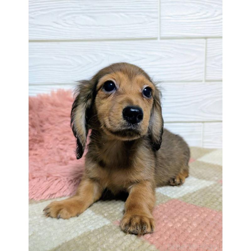 販売中の宮崎県のミニチュアダックスフンド(ロングヘアード)-444828の5枚目