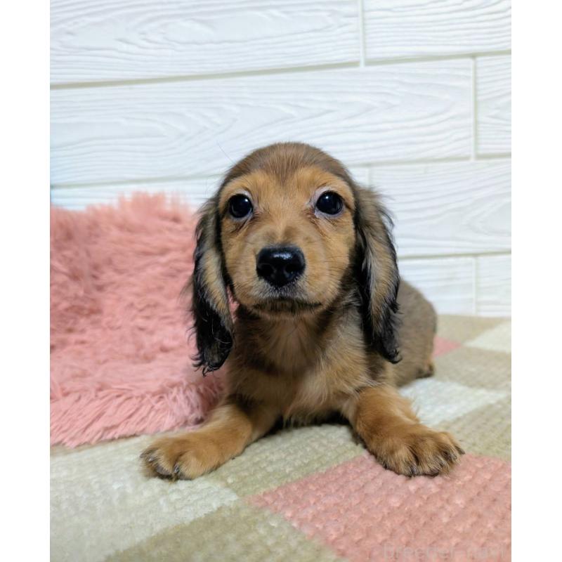 販売中の宮崎県のミニチュアダックスフンド(ロングヘアード)-444828の4枚目