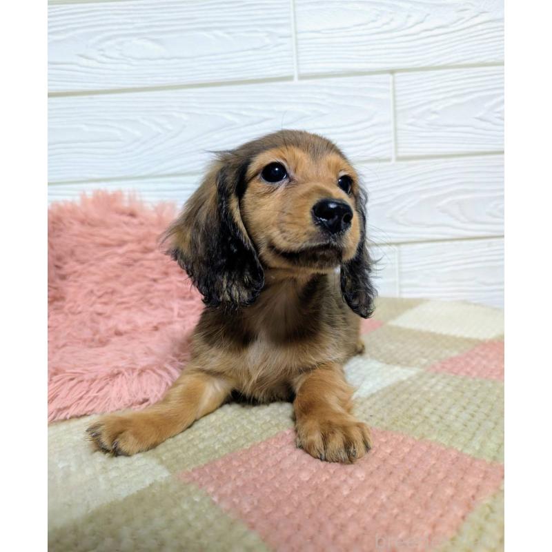 販売中の宮崎県のミニチュアダックスフンド(ロングヘアード)-444828の3枚目