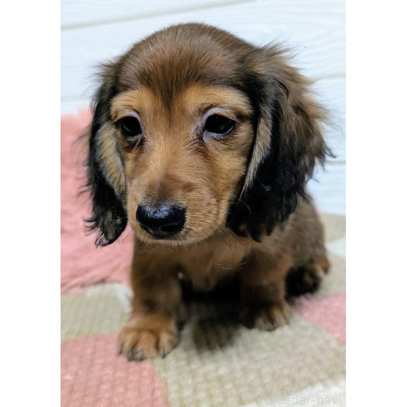 販売中の宮崎県のミニチュアダックスフンド(ロングヘアード)-444828の2枚目