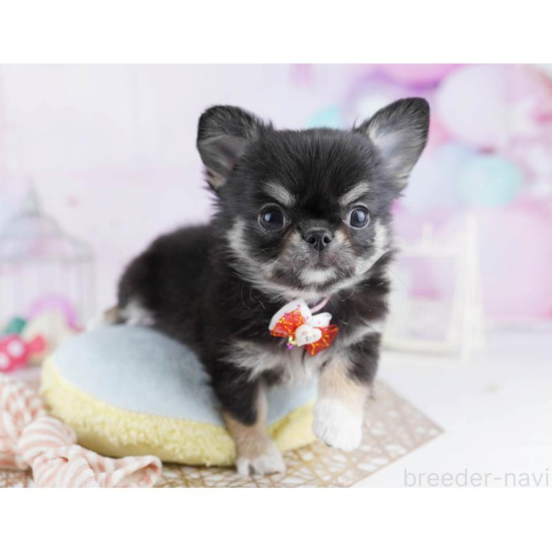 販売中の東京都のチワワ(ロングコート)-444830