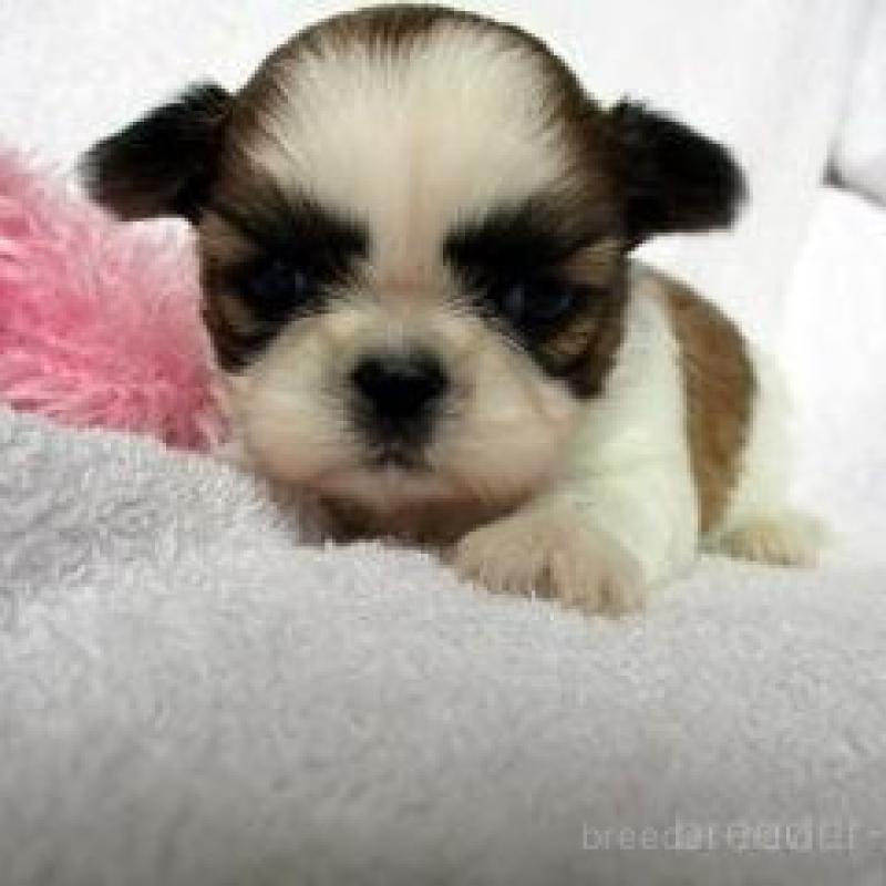 販売中の茨城県のシーズー-444829の1枚目