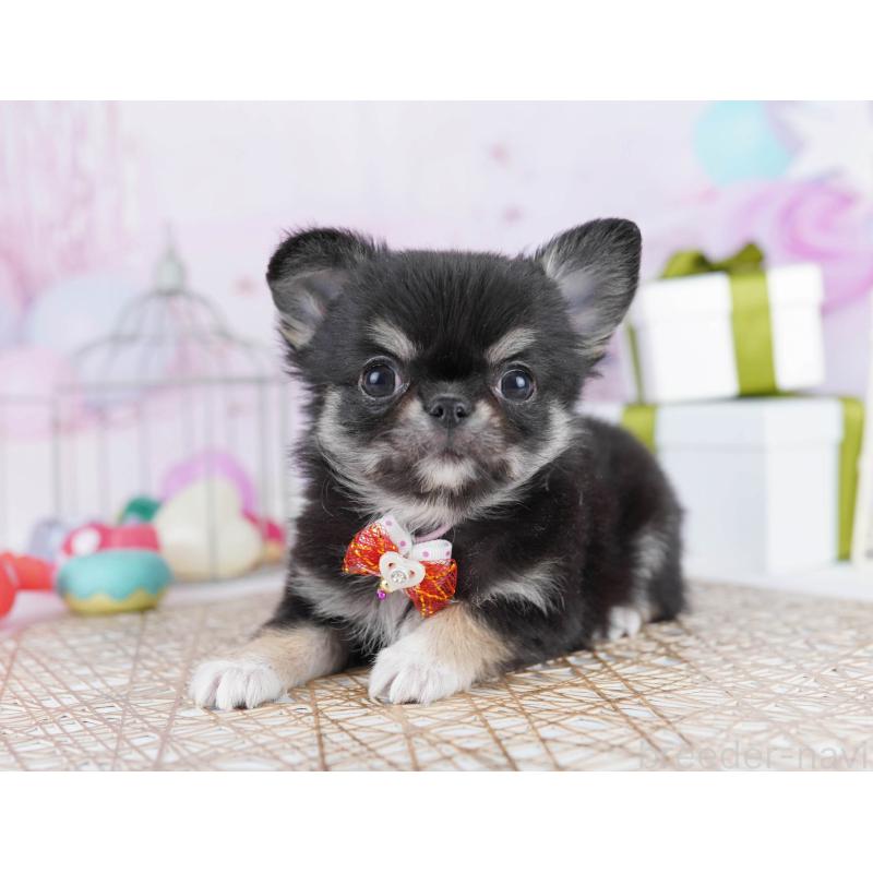 販売中の東京都のチワワ(ロングコート)-444830の5枚目