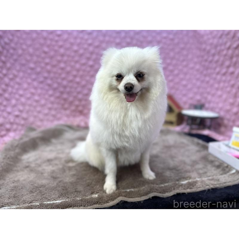 販売中の茨城県のポメラニアン-444837の13枚目