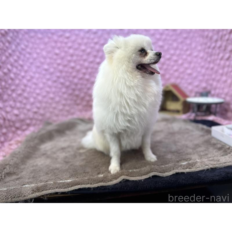 販売中の茨城県のポメラニアン-444837の14枚目