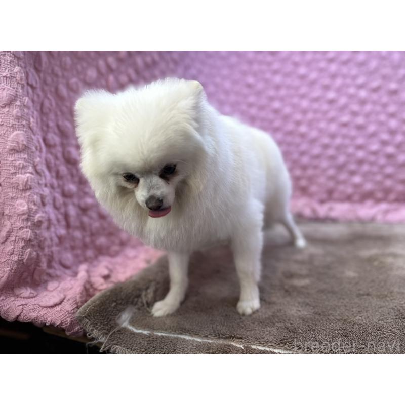 販売中の茨城県のポメラニアン-444837の10枚目