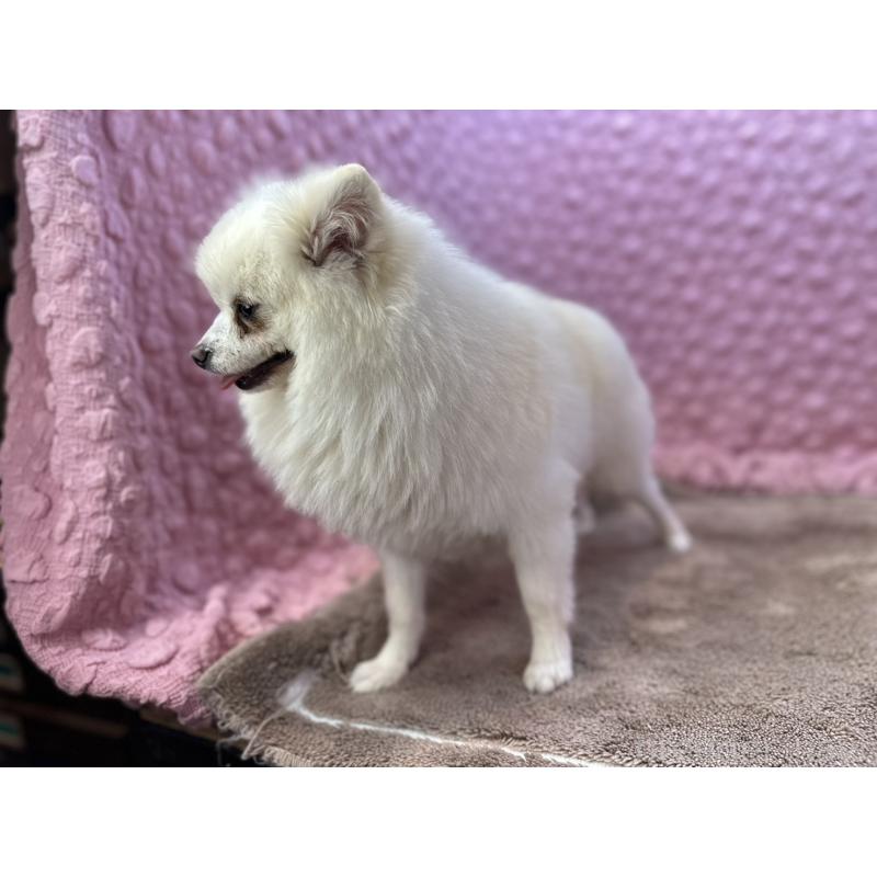 販売中の茨城県のポメラニアン-444837の9枚目