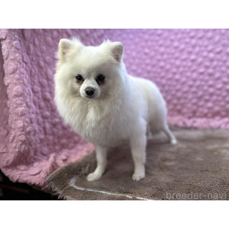 販売中の茨城県のポメラニアン-444837の8枚目